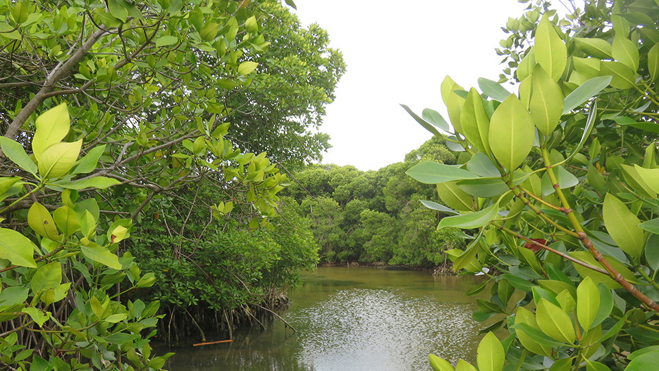 Peatlands and mangroves key to reducing carbon emissions in Southeast Asia, finds international study