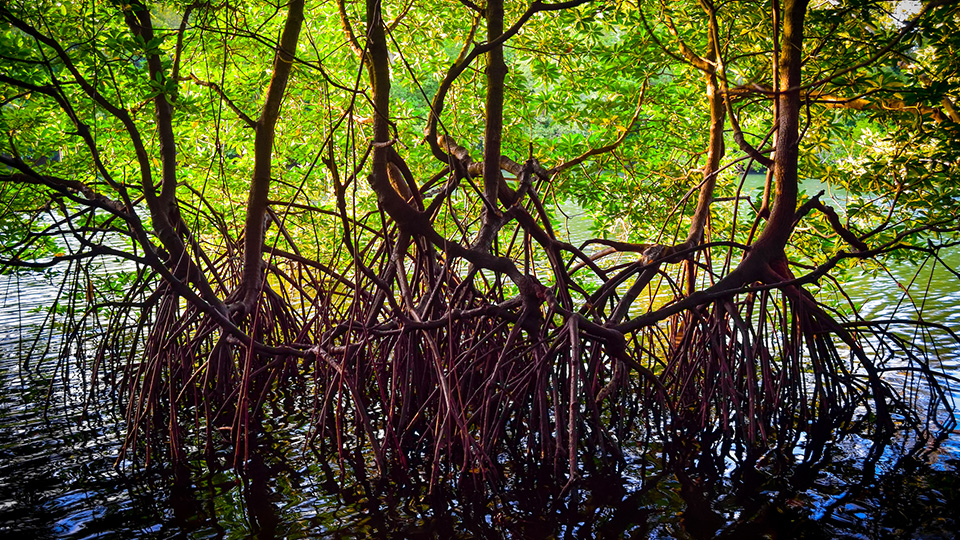 From fighting climate change to illness – why mangroves are worth celebrating