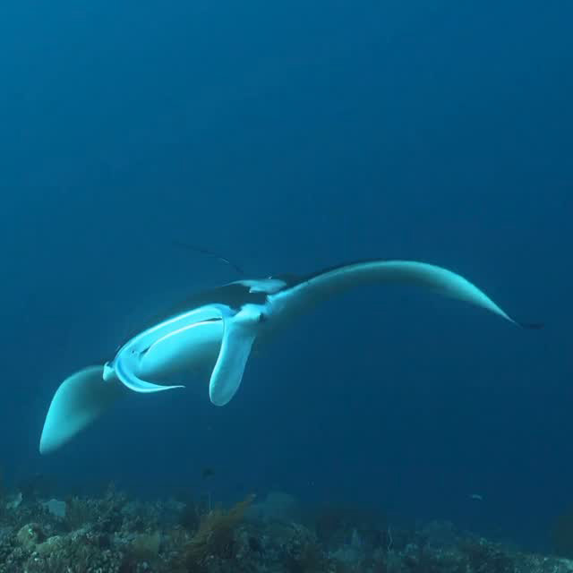 Manta ray-inspired soft robot