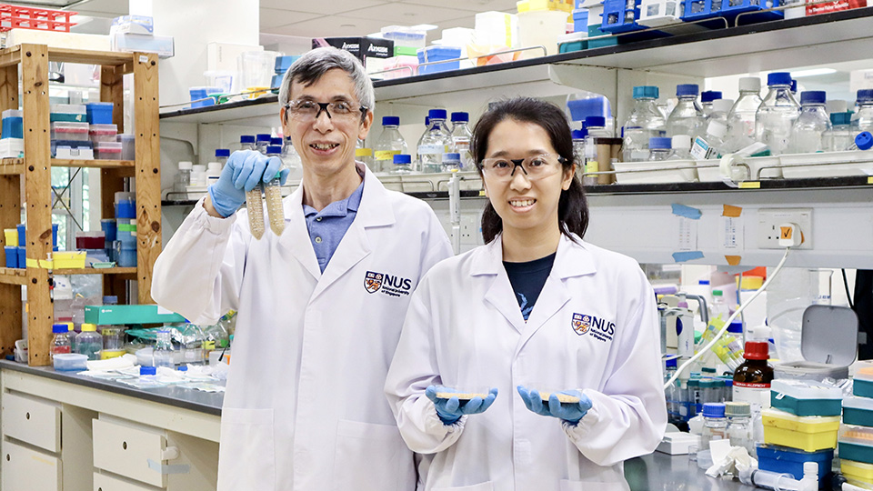 NUS breakthrough for aquaculture: Oral vaccine protects fish from fatal nervous necrosis virus